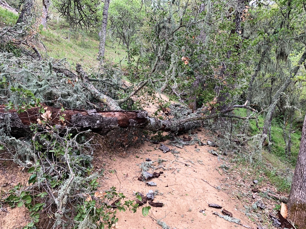 Another old oak tree comes down, a sad sight.  